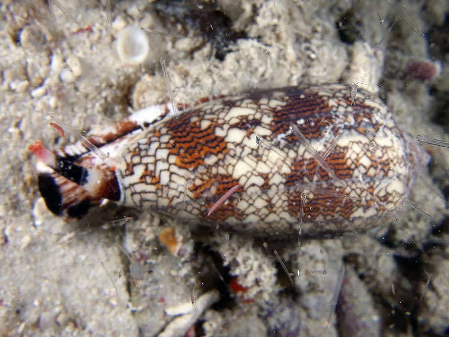 Conus textile